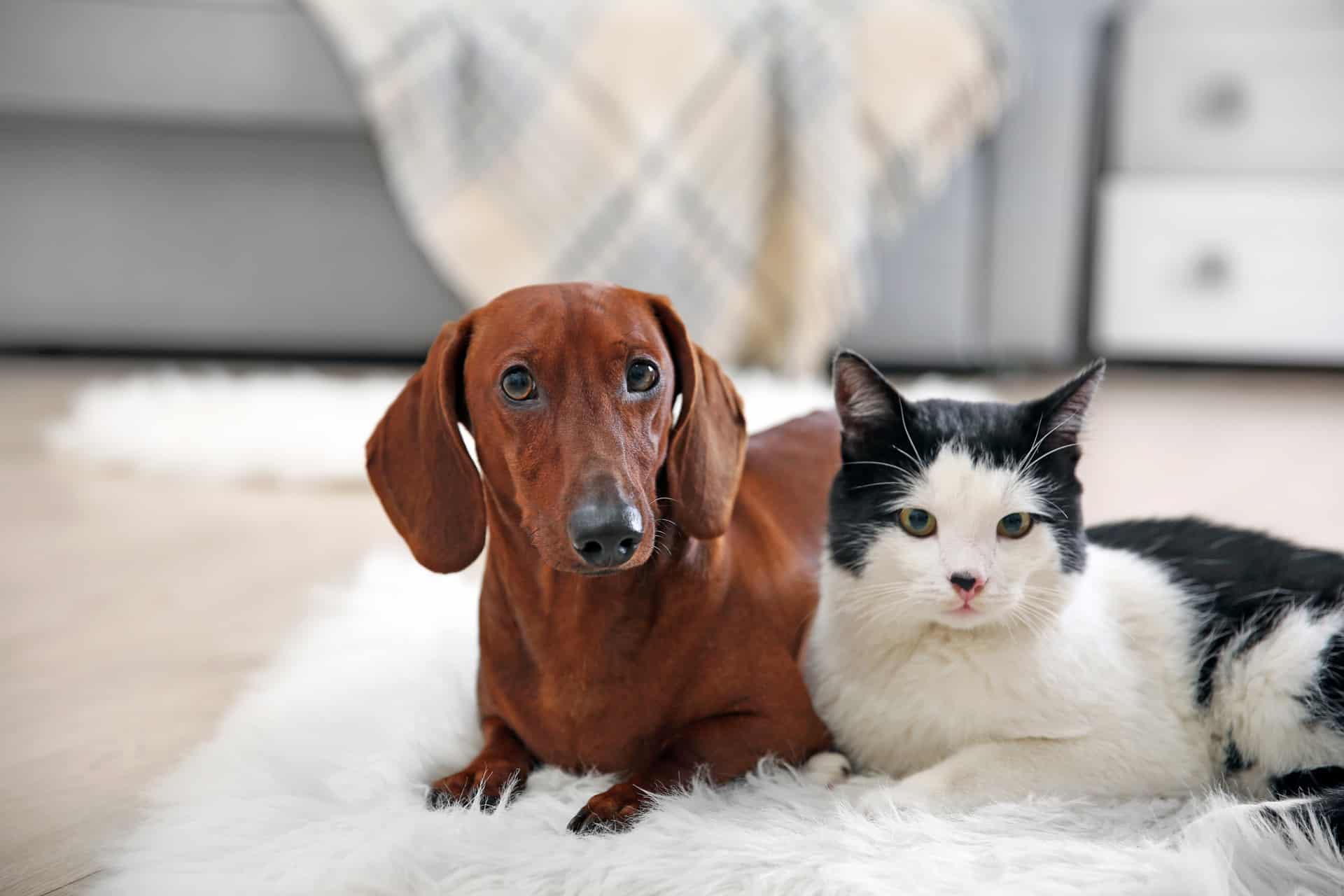 7-gato-e-cachorro
