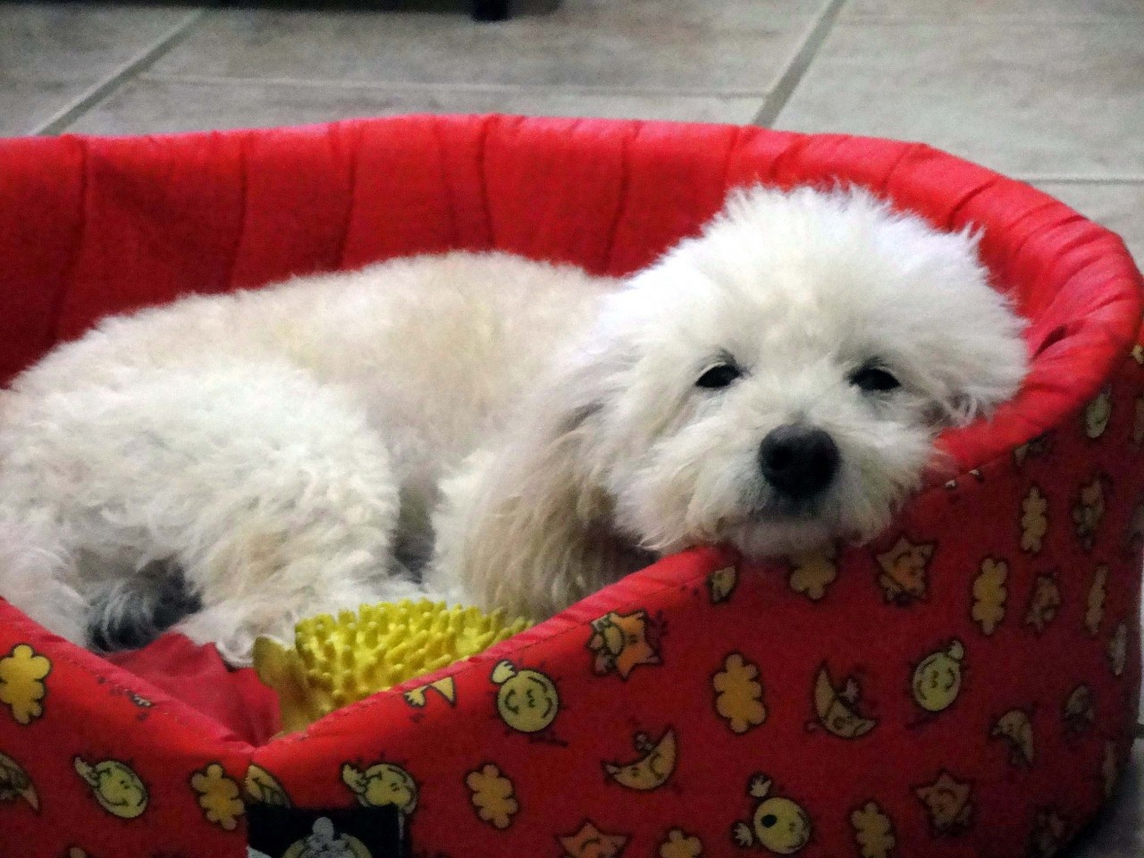 PORTALcachorroos
