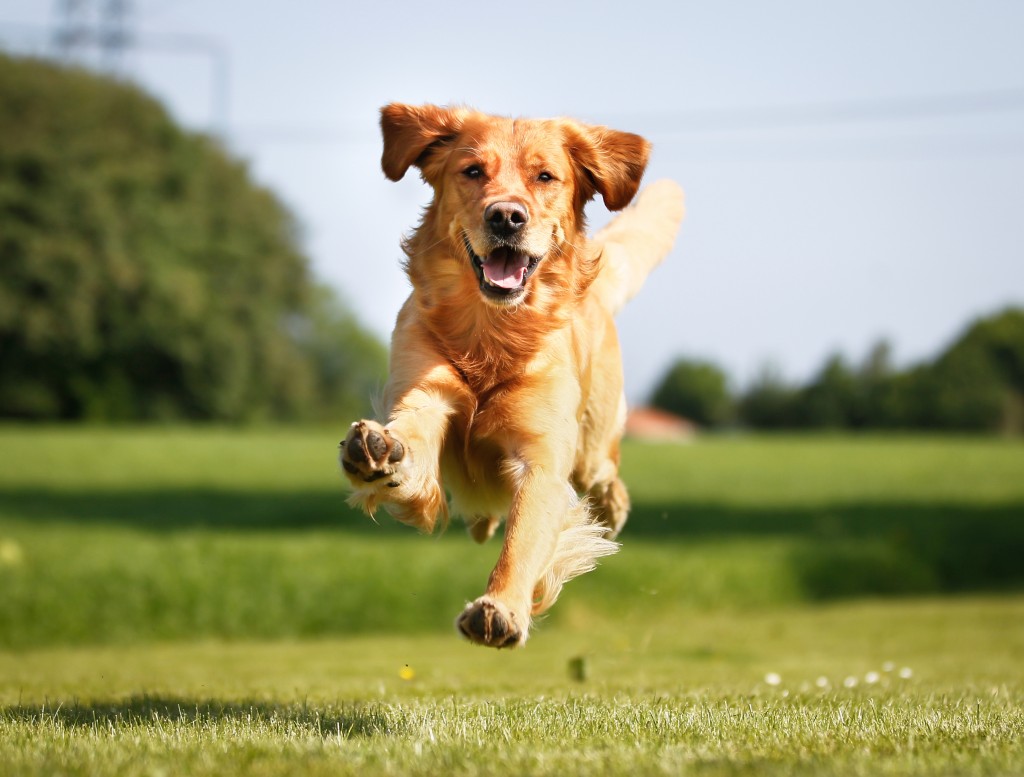 dogs-and-honey-1024x777