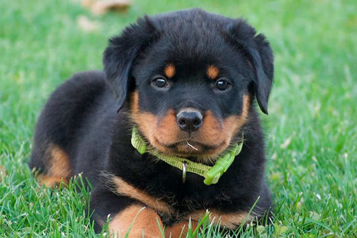 filhote-de-rottweiler-1