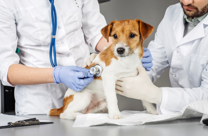 reasons-to-take-a-new-dog-to-the-vet1
