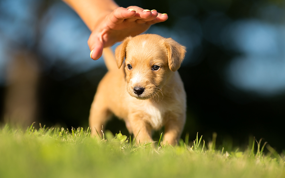 shutterstock_474506101