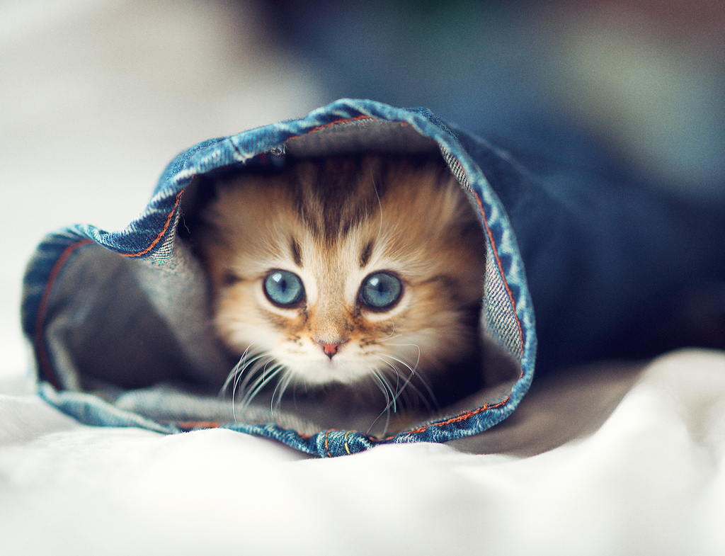 Fotografias-fofas-de-um-adoravel-gatinho-0uYCV0Xu