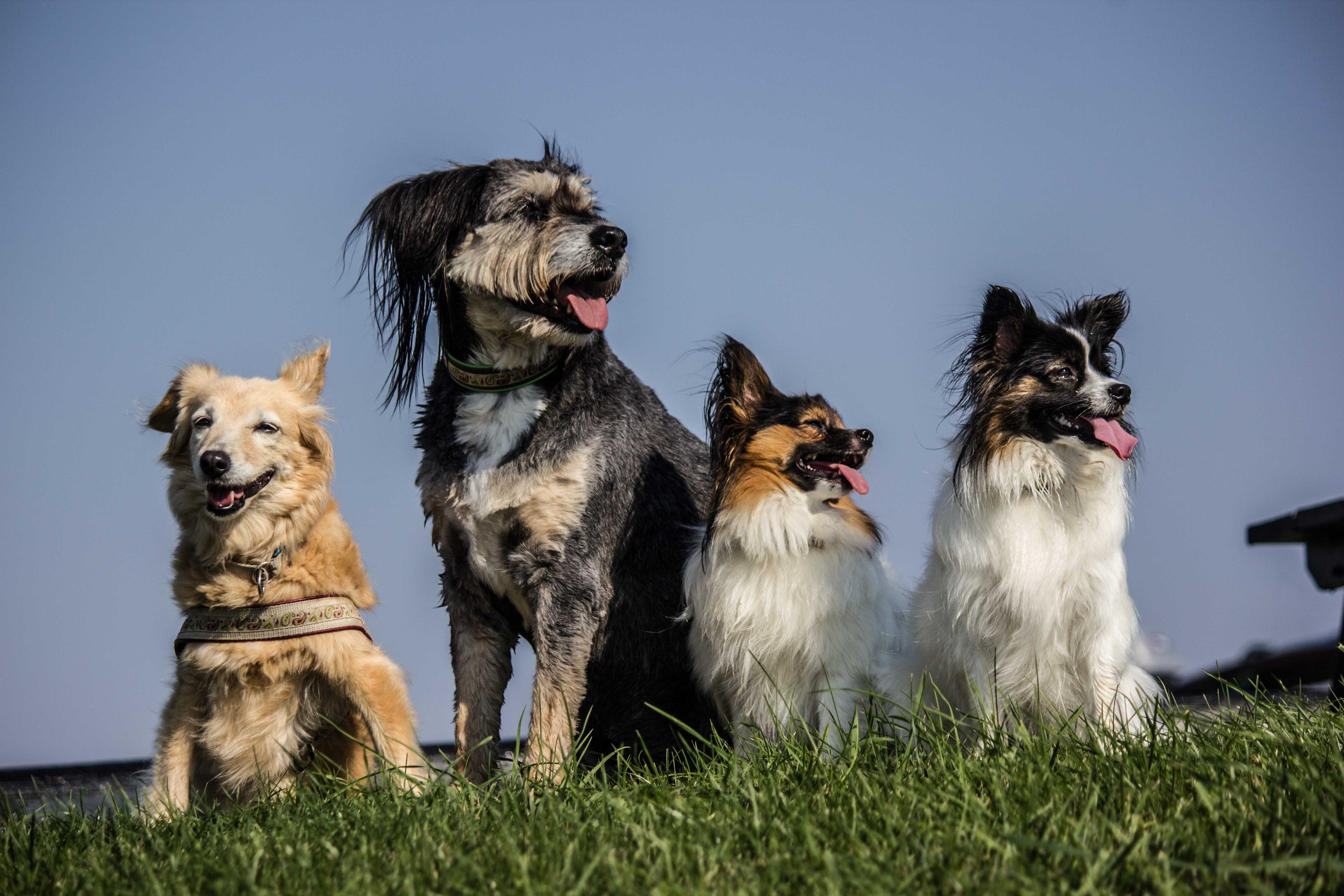 O maior evento pet do Sul do Brasil tem entrada gratuita