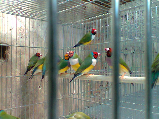 Passaros-Domesticos-6