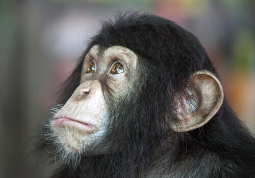 chimpanze-inteligente