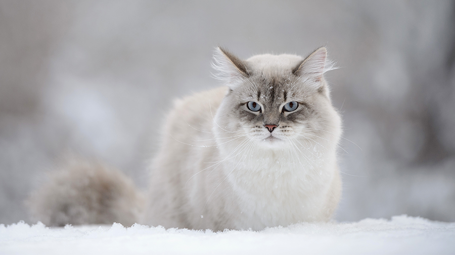 gato_siberiano