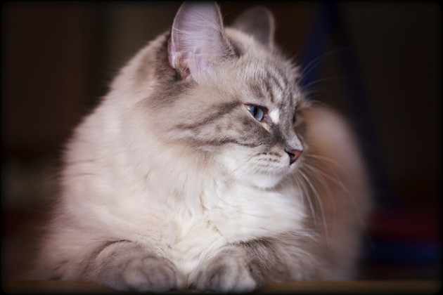 iStock_000024665558_Double_small-630x420