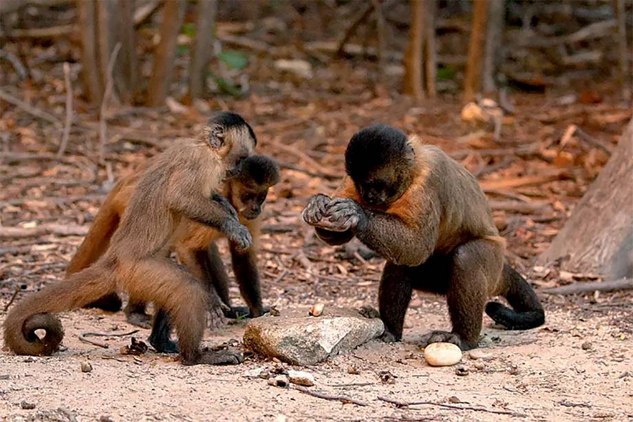 macacos-prego-quebram-castanha