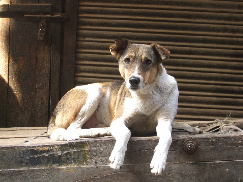 o-que-fazer-se-encontrar-um-cachorro-na-rua-1024x768