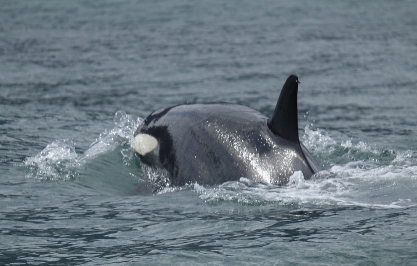orca
