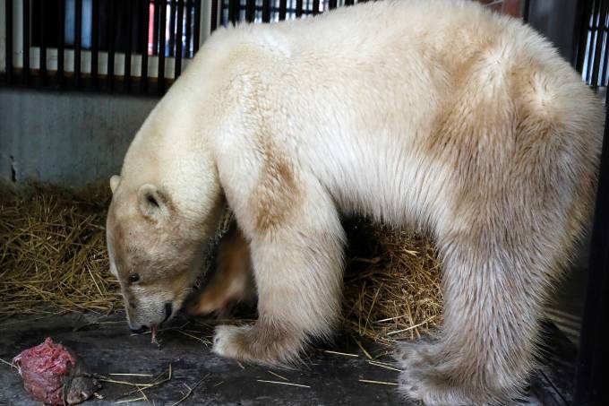 urso-polar-1