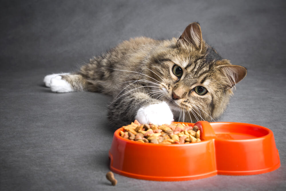 O-que-fazer-se-o-seu-gato-nao-esta-comendo-ou-comecou-a-se-esconder