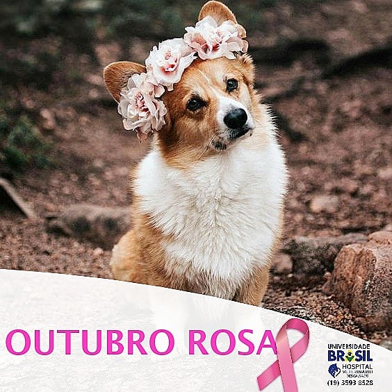 Outubro_rosa Universidade Brasil