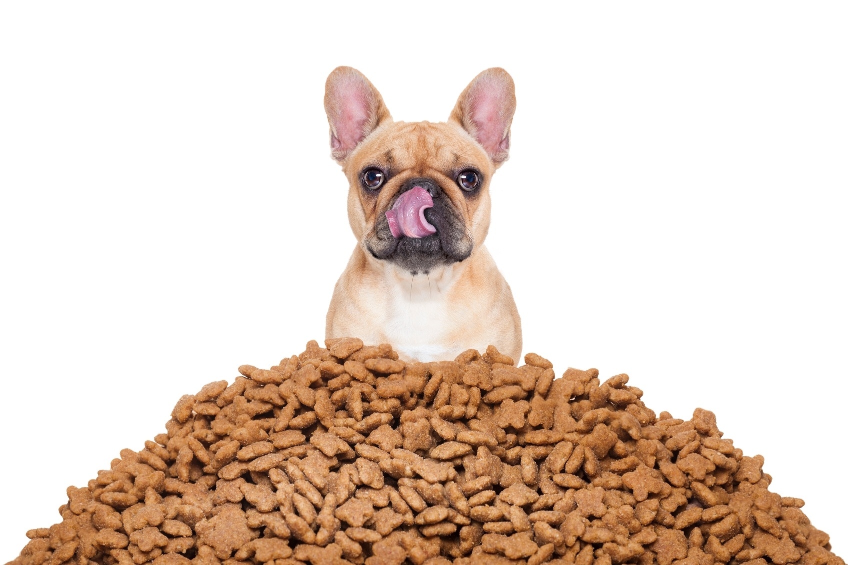 cachorro-e-racao-cao-pet-comida-1476311370914_1697x1131
