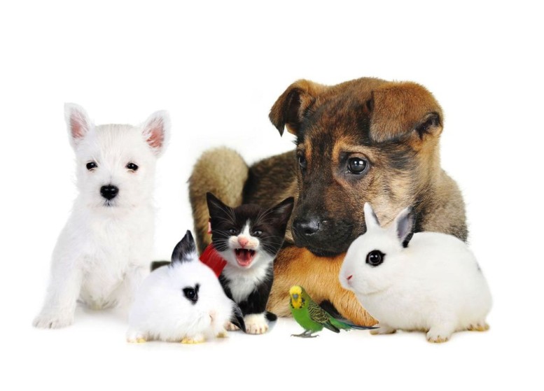 pets-777x559