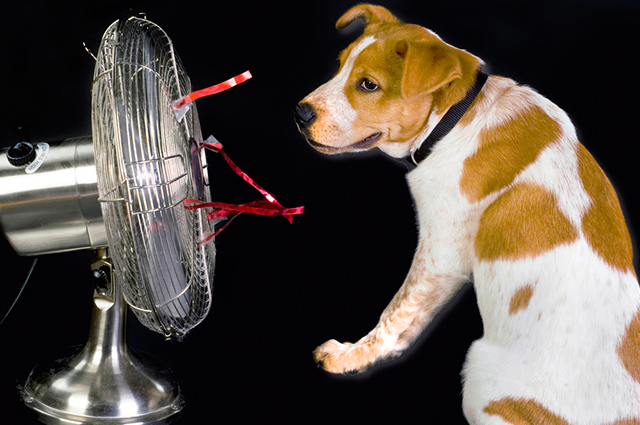 cachorro-calor-ventilador
