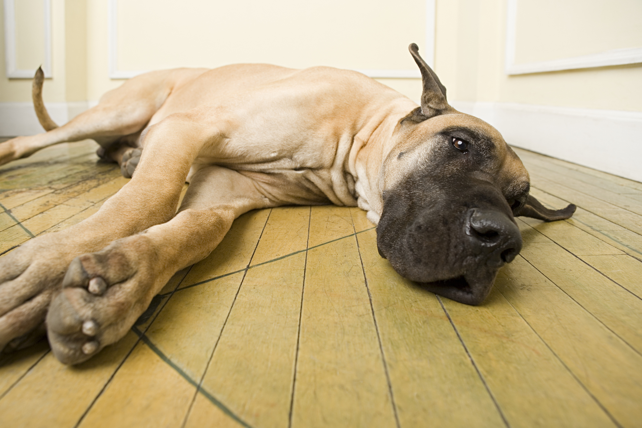 Great dane lying on floor