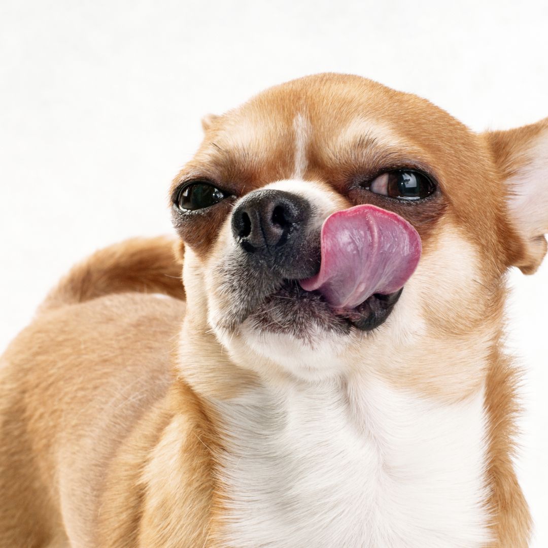 cachorro-comendo-coco (1)