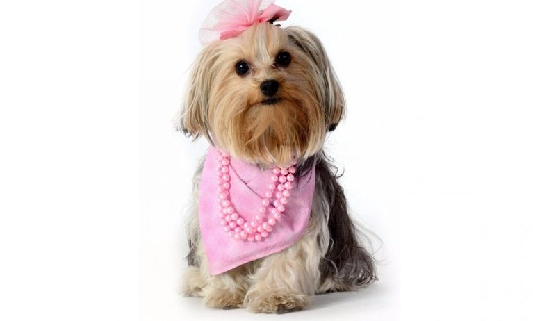 outubro-rosa-foto-Pet-Model-Brasil-Elayne-Massaini-web-825x550