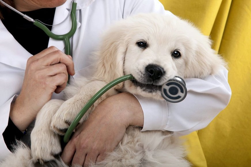show_Medicina_veterin_ria