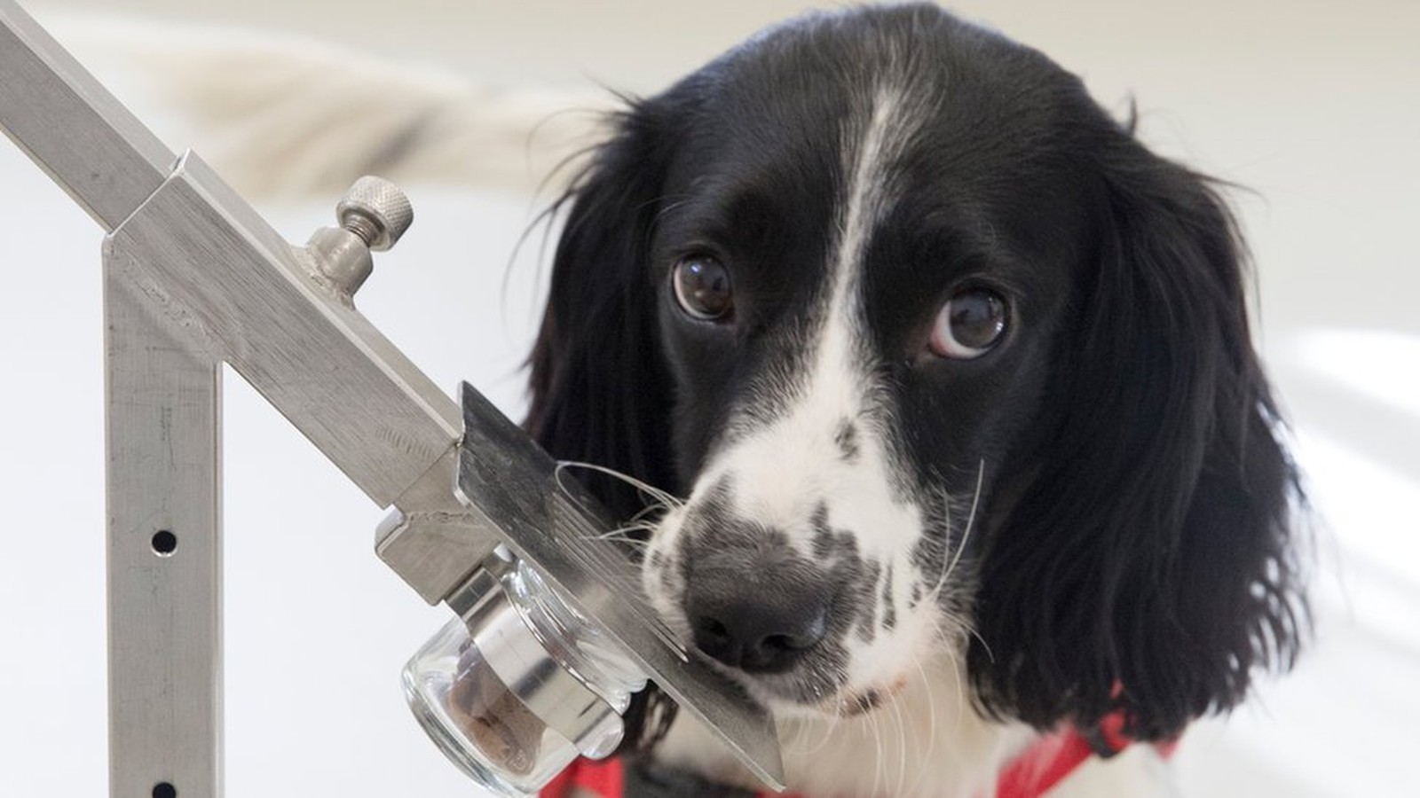 1-freya-cachorrinha-springer-spaniel-que-foi-treinada-para-sentir-o-cheiro-de-malaria