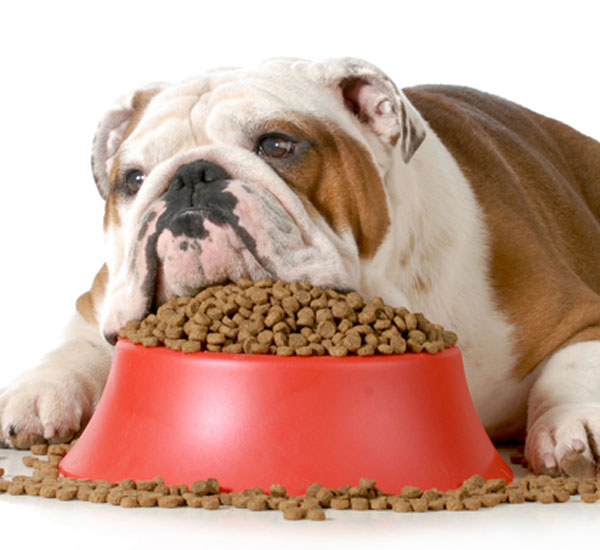3-formas-de-ajudar-seu-cachorro-gordinho-a-perder-peso-pdd