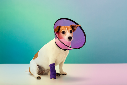 Dog wearing cone collar, portrait