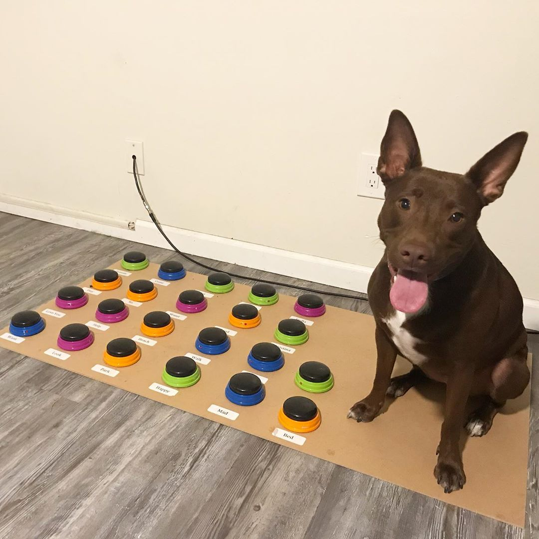 a-cachorrinha-stella-aprender-a-contar-para-sua-dona-o-que-queria-fazer-utilizando-um-teclado-adaptado-1573216460256_v2_1080x1080