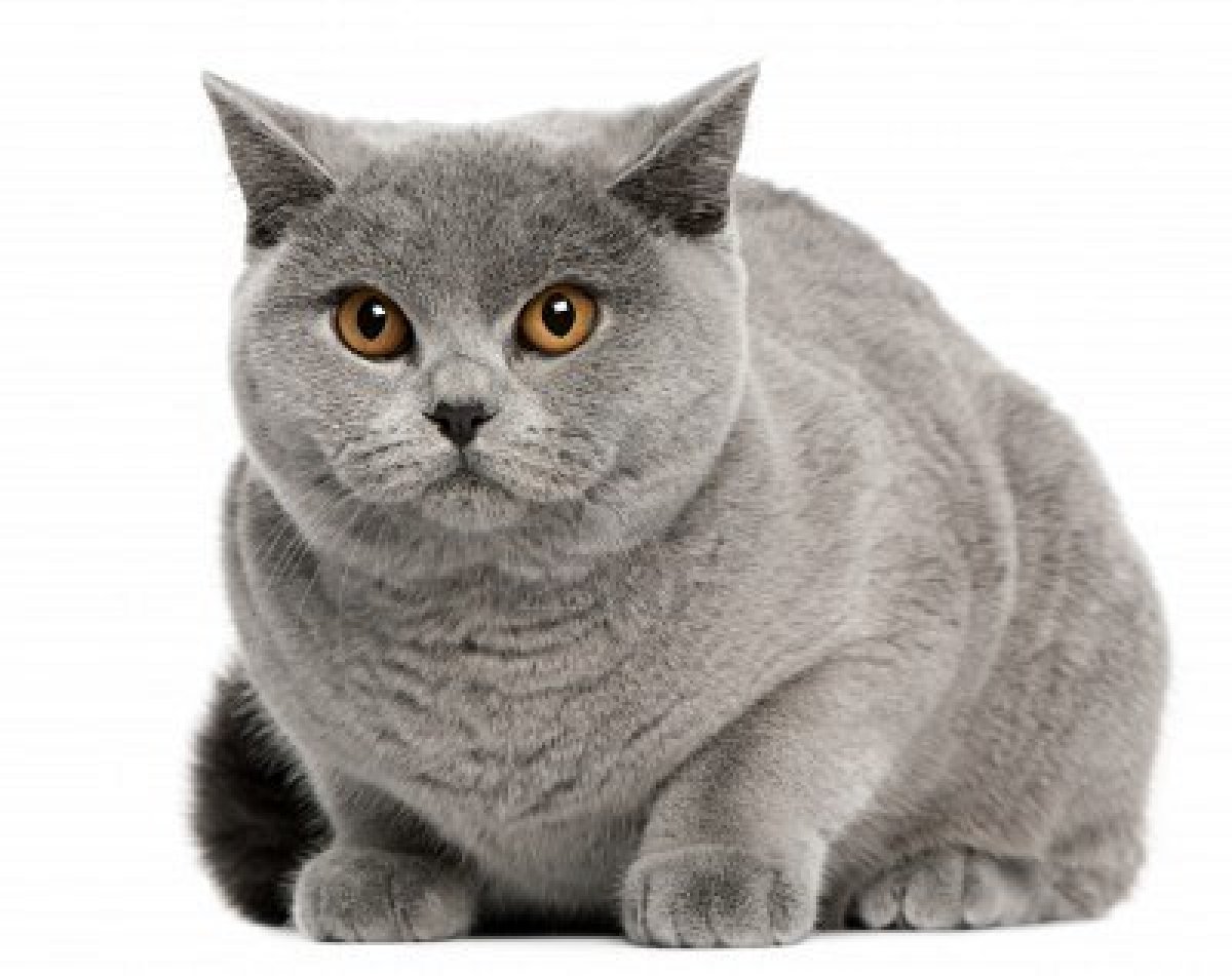 guia_de_racas-british-shorthair