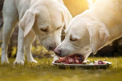 alimento-caes-rico-proteinas
