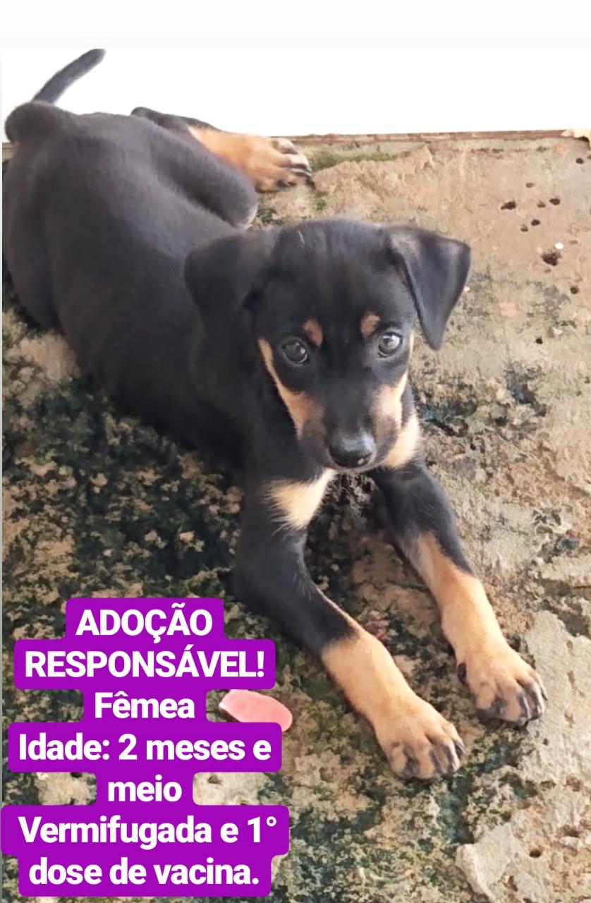 feira 2