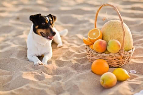 vitamina-c-cachorro-praia