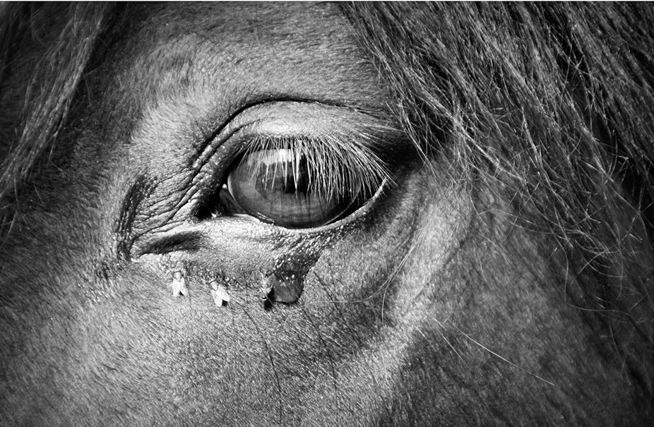 caballo lagrima