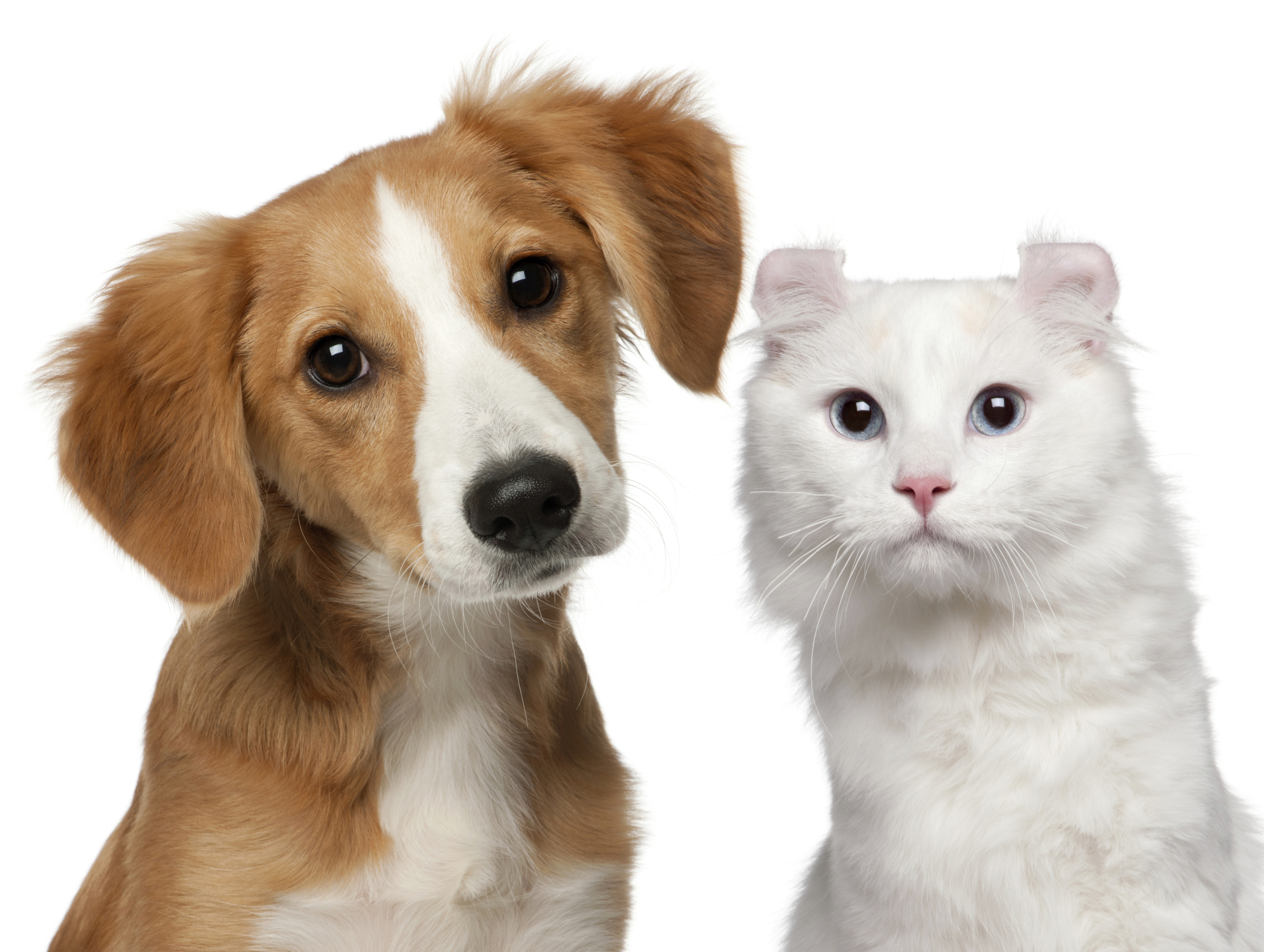 Mixed-breed puppy, and a American Curl cat, white background.