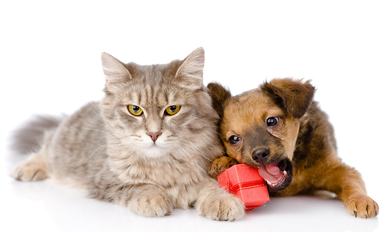 Cats_Dogs_Puppy_White_501978
