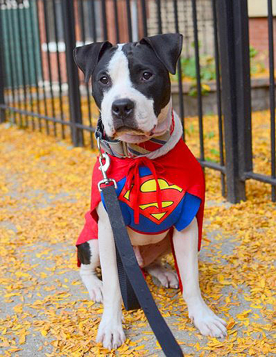 Two-Pitties-in-the-City.ifjpg_