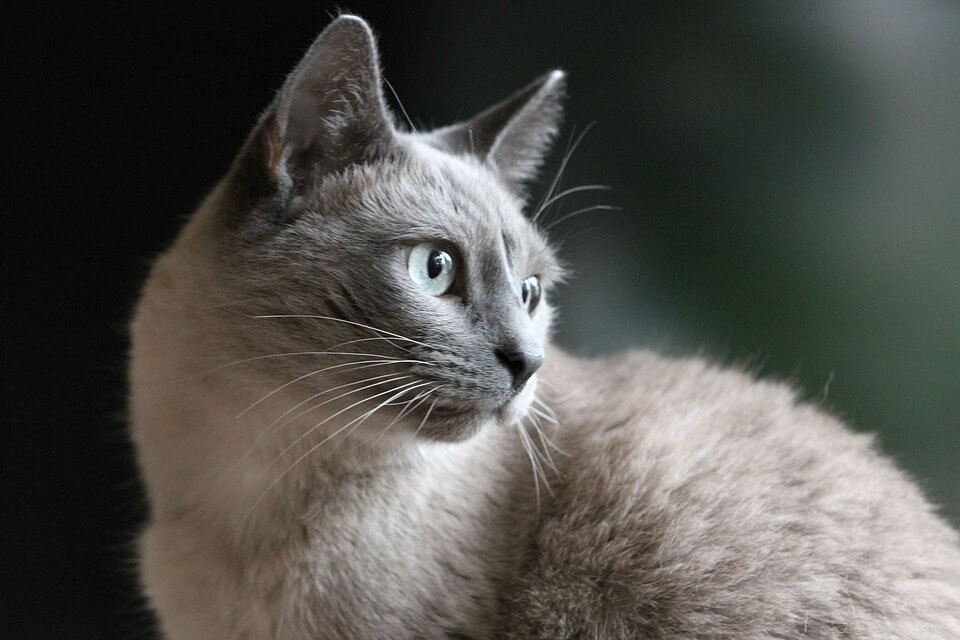 cat-portrait-3267594_960_720