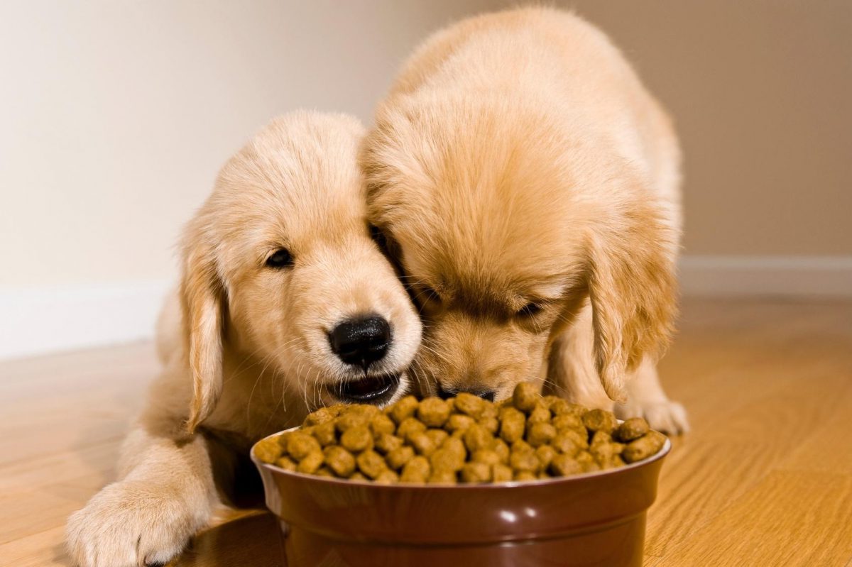 animais