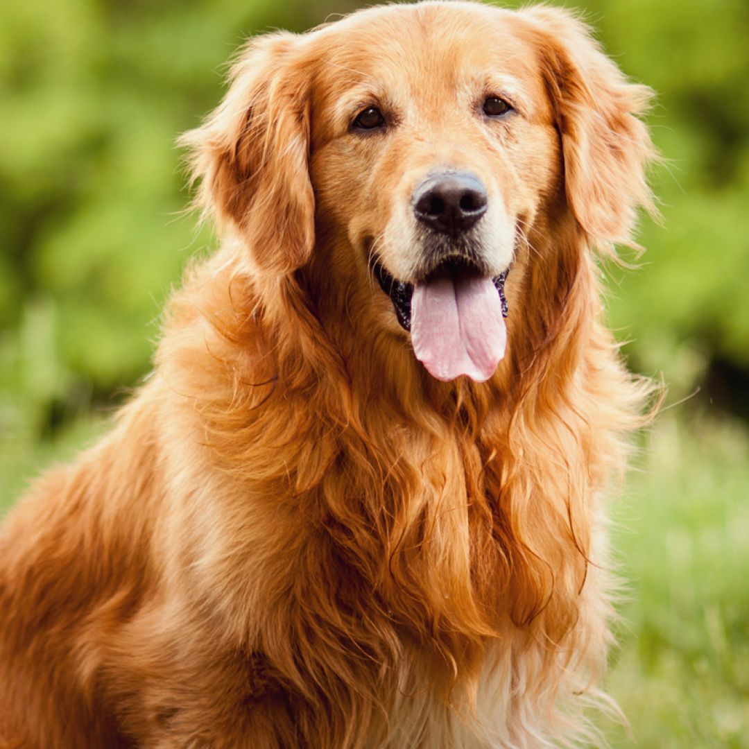 cachorro-golden-retriever-0916-1400x800