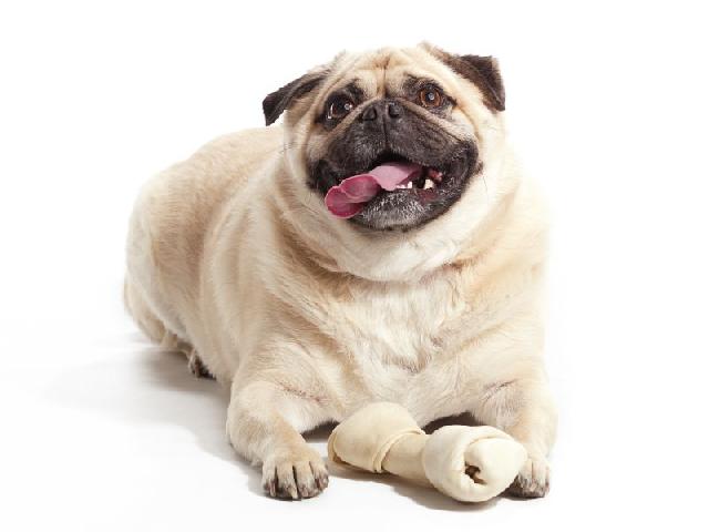 cachorro-obeso