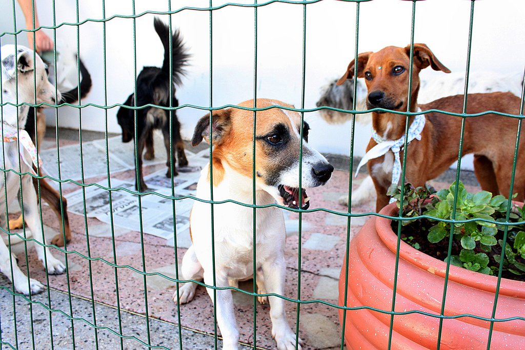 feira_de_adocao-5990916