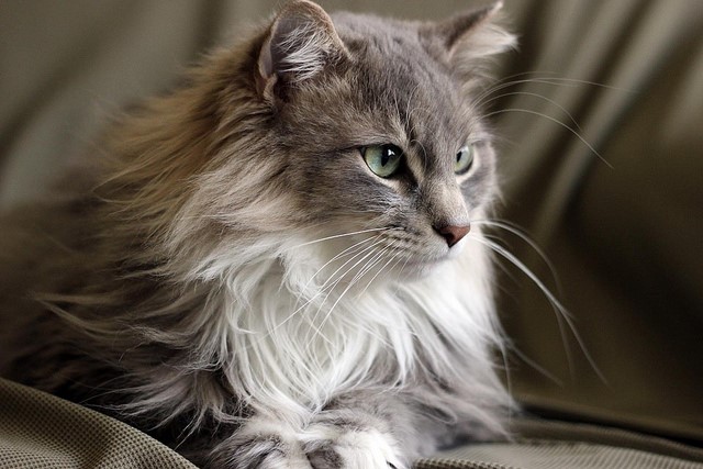 maine-coon
