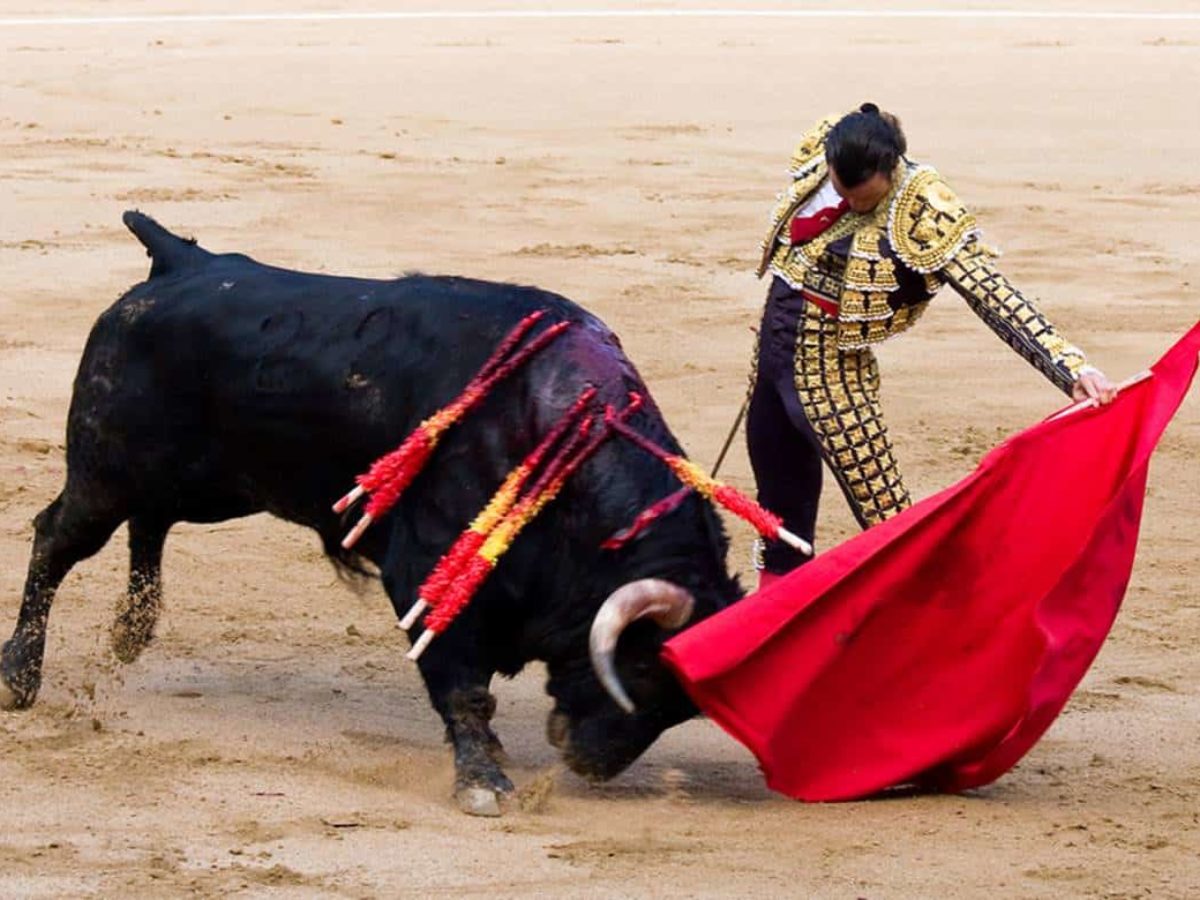 o-que-acontece-com-os-touros-que-morrem-nas-touradas-1200x900