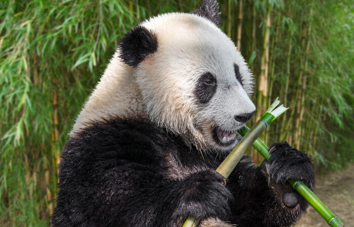 panda-comendo