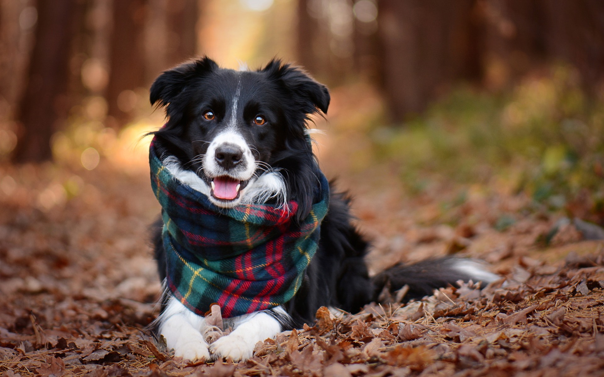 Black-dog-scarf_1920x1200