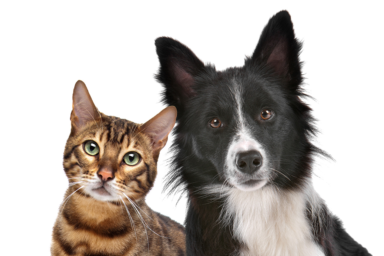 Cats_Dogs_Leopard_cat_White_background_Two_Glance_564617_1280x853