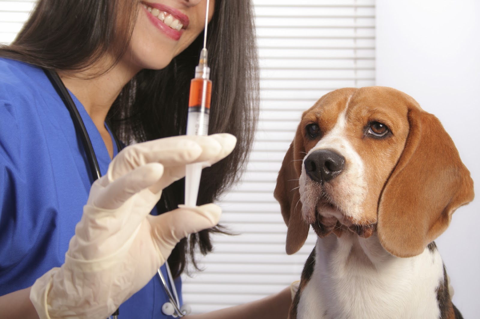 Veterinarian doctor with syringe and cute dog looking. Focus is on the dog.