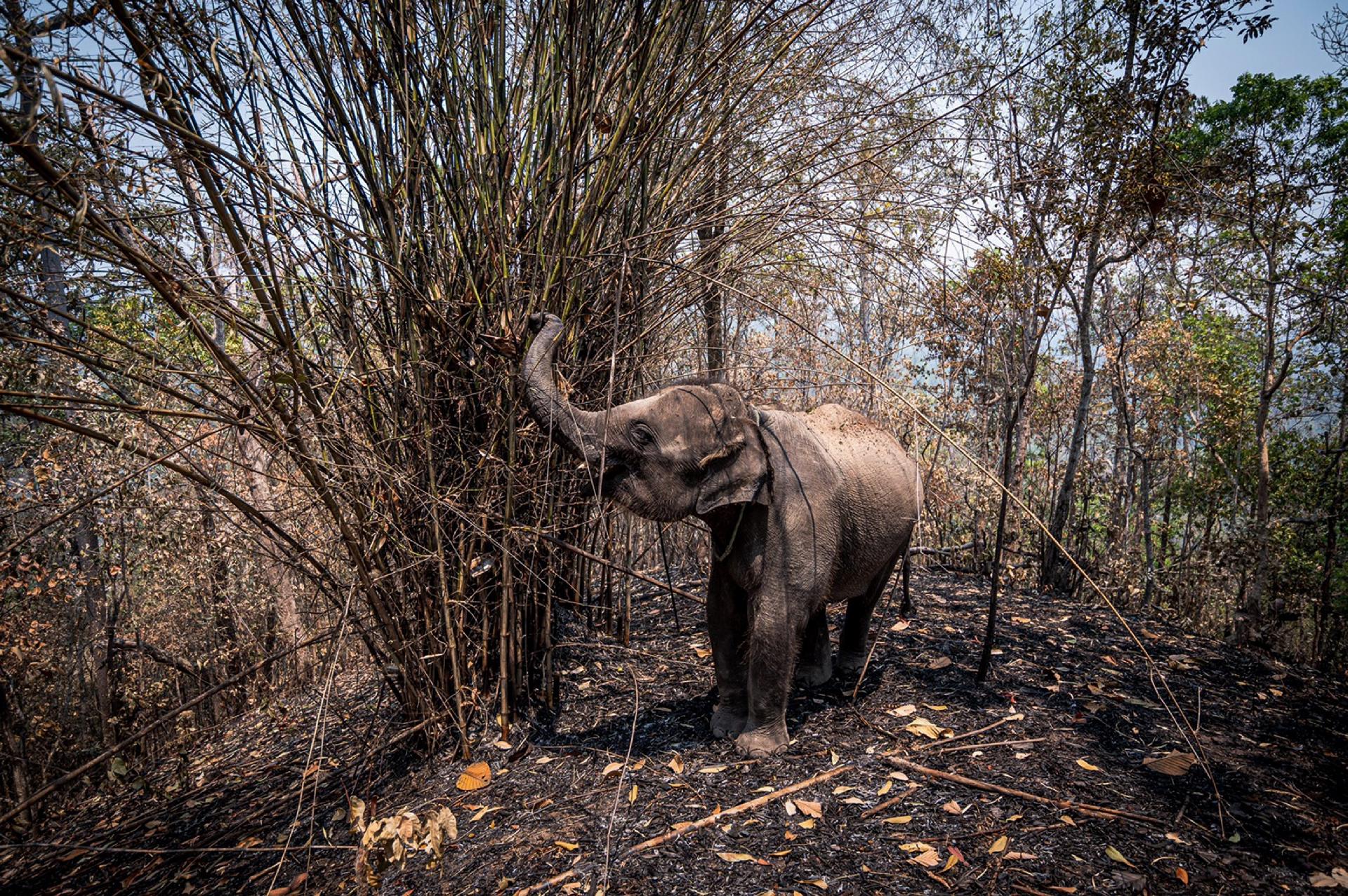 elefantes-mal-alimentados-e-acorrentados-em-lugares-turisticos-vazios-devido-a-pandemia-do-coronavirus-estao-passando-fome-na-tailandia-1585666966955_v2_1920x1276