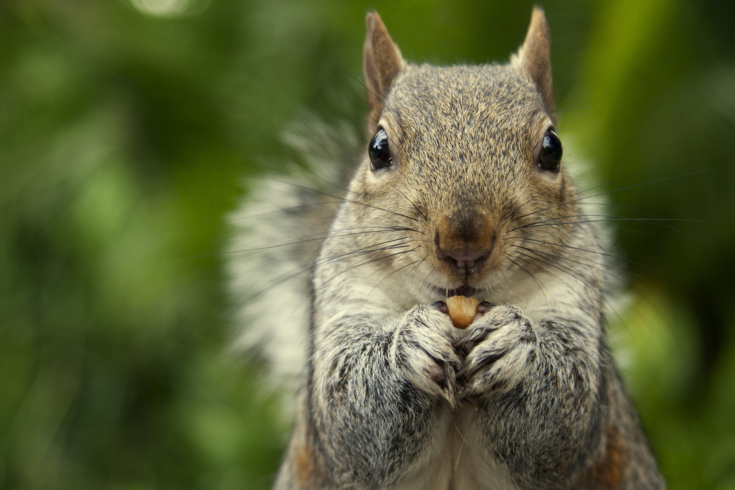This picture was taken in a park. It shows a squirrel eating a peanut. The left part of the picture lets space for text end designs.